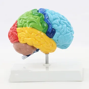 Анатомия функциональной зоны правого полушария человека 1:1 Модель человеческого мозга