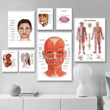 Тело Анатомия Лица Мышцы Сосуды Подробная Картина На Холсте Структура Человека Скелет Образовательный Плакат Медицинское Оформление