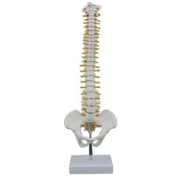 45 см Позвоночник человека с моделью таза Анатомическая Анатомия человека Модель позвоночника Модель позвоночного столба + Гибкая подставка