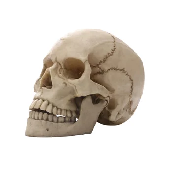 Человеческая голова, статуя черепа для домашнего декора, Фигурки из смолы, скульптура для декора Хэллоуина, Медицинский учебный эскиз, модель, ремесла